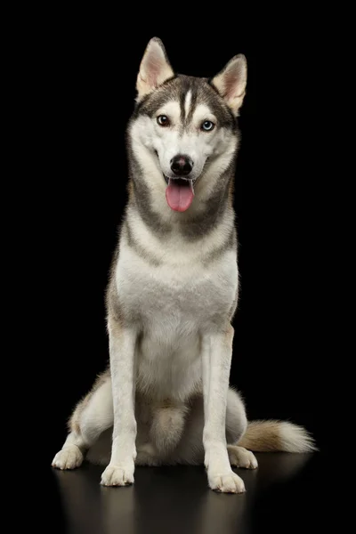 Siberian Husky Dog Sitter Isolerad Svart Bakgrund Front View — Stockfoto