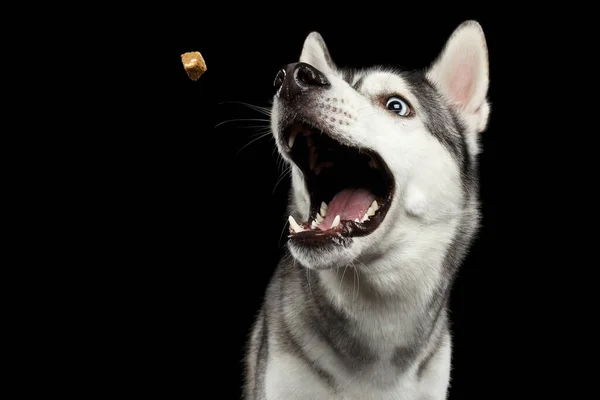 Retrato Perro Husky Siberiano Divertido Abierto Boca Atrapando Tratar Fondo — Foto de Stock