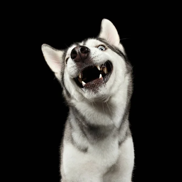 Porträtt Dumma Ansikte Siberian Husky Dog Ler Isolerad Svart Bakgrund — Stockfoto