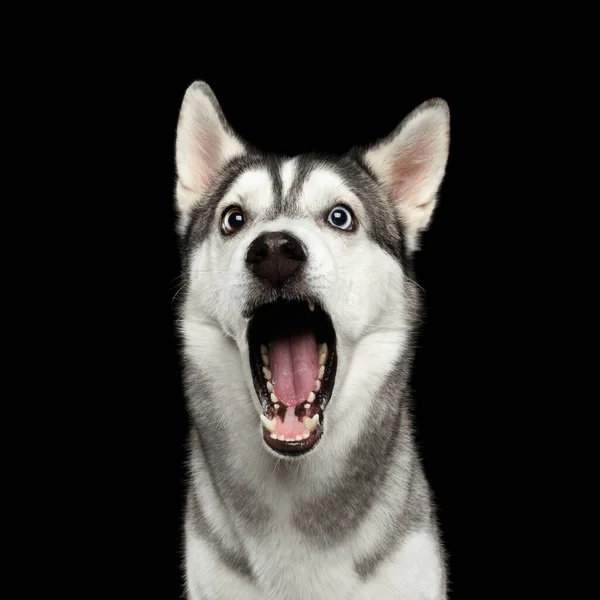 驚きのポートレートシベリアハスキー犬は 孤立した黒の背景 フロントビューに驚いて口を開いた — ストック写真