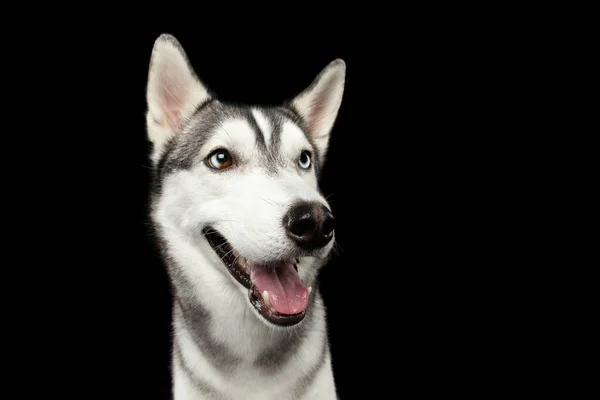 Retrato Perro Husky Siberiano Feliz Sonriendo Sobre Fondo Negro Aislado —  Fotos de Stock