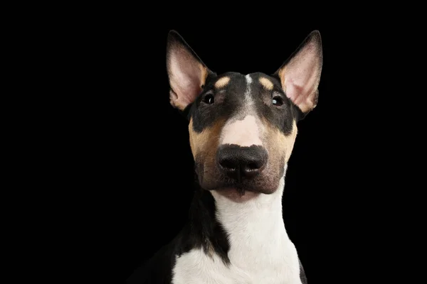 Portré Gyönyörű Bull Terrier Dog Keresi Kamera Elszigetelt Fekete Háttér — Stock Fotó