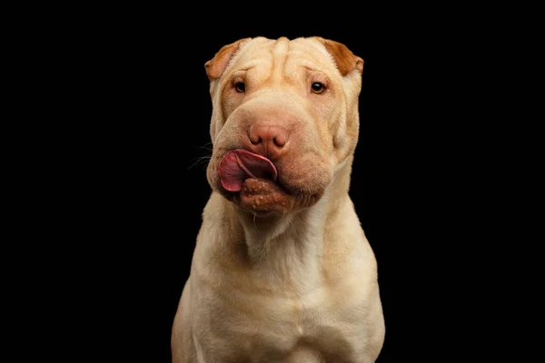 Portrét Shar Pei Dog Lick Izolovaném Černém Pozadí Pohled Zepředu — Stock fotografie