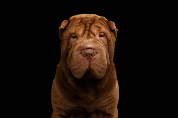 Porträtt Sharpei Dog Titta Kameran Isolerad Svart Bakgrund Front View — Stockfoto