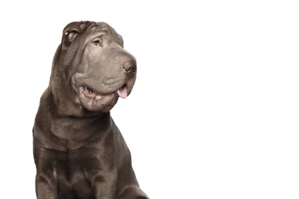 Portrét Gray Shar Pei Dog Úsměv Dívající Stranou Izolované Bílé — Stock fotografie