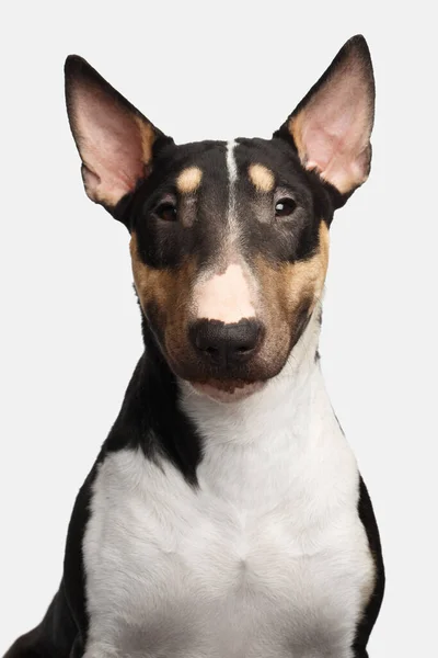 Портрет Великолепной Собаки Быка Смотреть Камеру Изолированном Белом Фоне Вид — стоковое фото