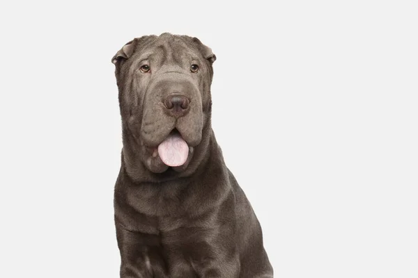 Porträtt Gorgeous Gray Shar Pei Dog Leende Isolerad Vit Bakgrund — Stockfoto