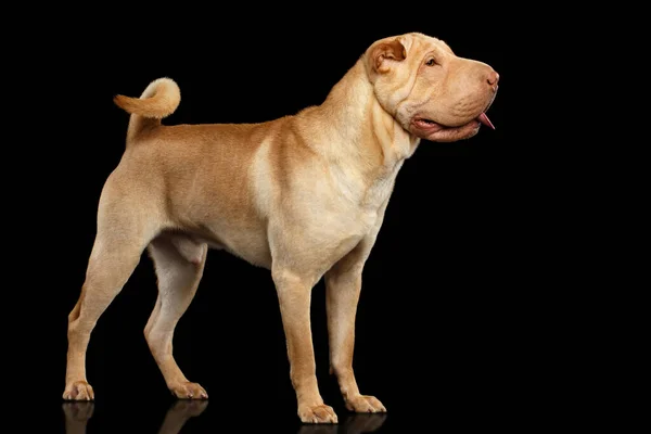 Sharpei Dog Stojący Izolowanym Czarnym Tle Widok Boku — Zdjęcie stockowe