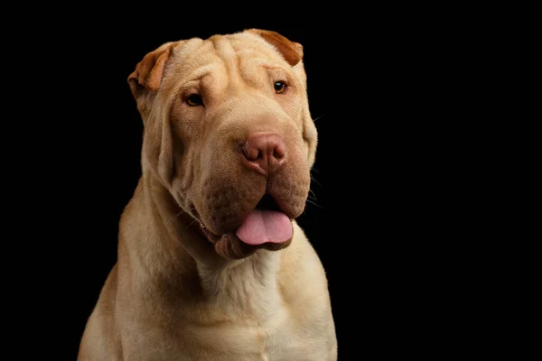 Retrato Sharpei Dog Mirando Cámara Sobre Fondo Negro Aislado Vista —  Fotos de Stock