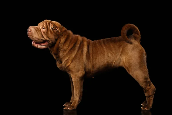 Sharpei Dog Stojący Izolowanym Czarnym Tle Widok Boku — Zdjęcie stockowe