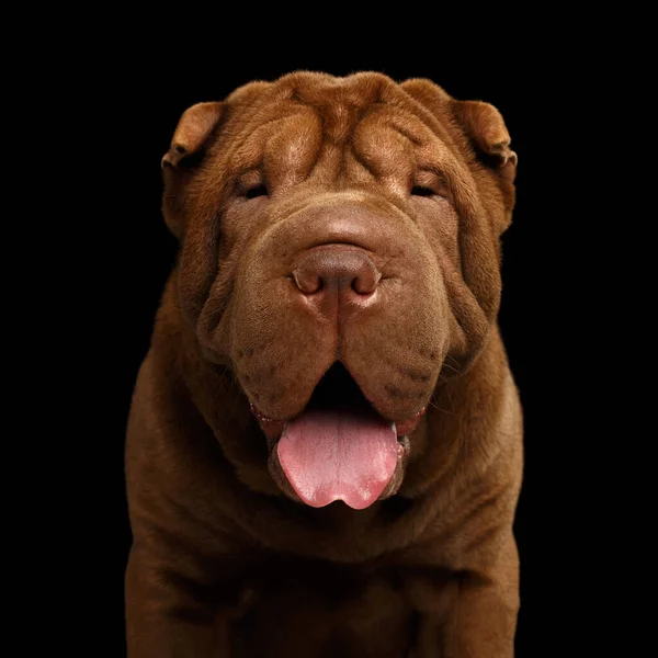 Retrato Sharpei Perro Con Arrugas Mirando Cámara Sobre Fondo Negro —  Fotos de Stock