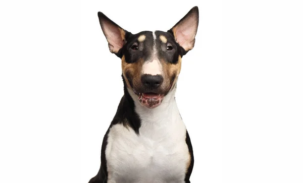 Retrato Happy Bull Terrier Dog Sorrindo Fundo Branco Isolado Vista — Fotografia de Stock