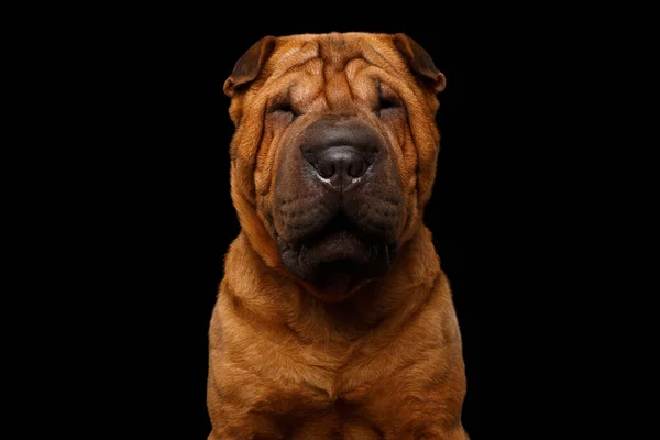 Close Portrait Red Wrinkled Sharpei Dog Isolated Black Background Front — 스톡 사진