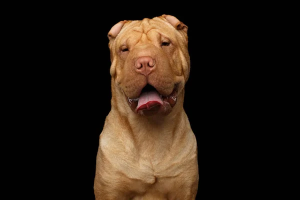 Close Portret Happy Wrinkled Sharpei Dog Izolowanym Czarnym Tle Widok — Zdjęcie stockowe