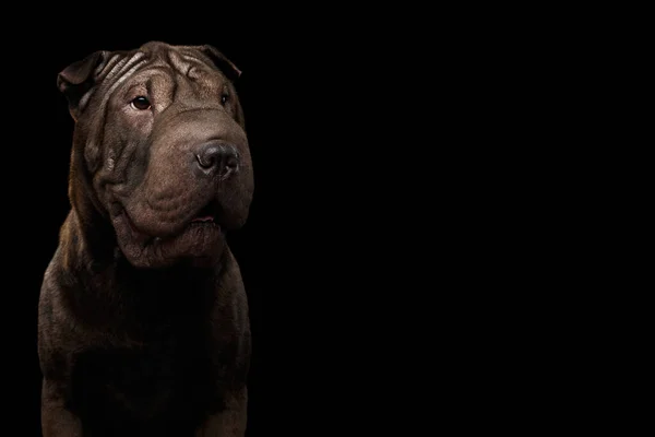 Primer Plano Retrato Sharpei Dog Sobre Fondo Negro Aislado Vista —  Fotos de Stock