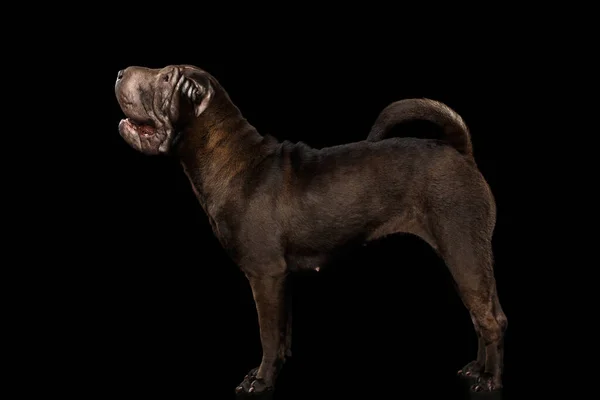 Sharpei Dog Standing Isolated Black Background Side View — Stock Photo, Image