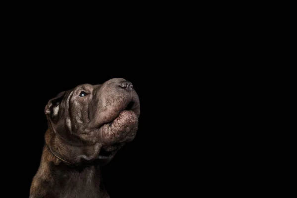 草のクローズアップ 写々者平犬 隔離された黒の背景 正面図 — ストック写真