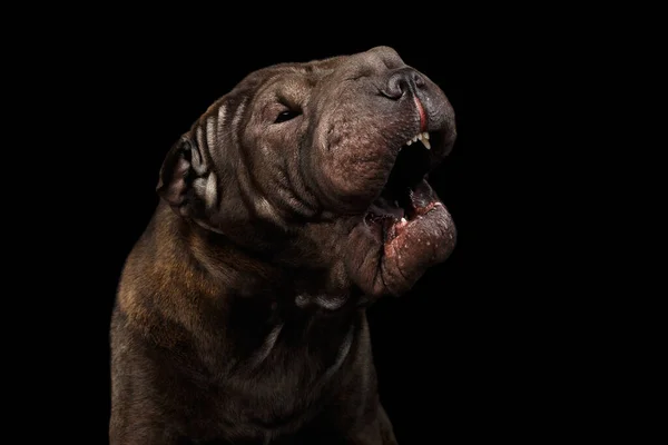 Close Portret Van Blaffende Sharpei Hond Wil Bijten Geïsoleerde Zwarte — Stockfoto