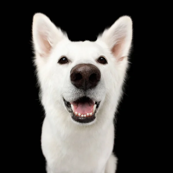 Portrait White Swiss Shepherd Dog Looks Happy Isolated Black Background — Stock Photo, Image