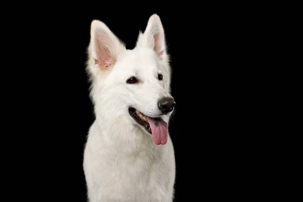 Portrait White Swiss Shepherd Dog Looks Happy Isolated Black Background — Stok Foto