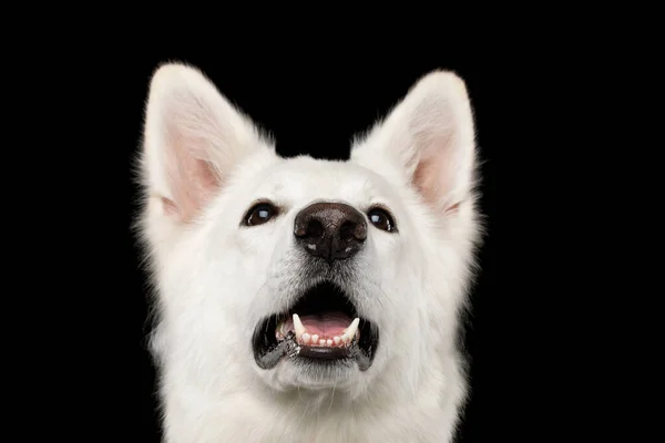 Cara Primer Plano Perro Pastor Suizo Blanco Sonriendo Sobre Fondo —  Fotos de Stock