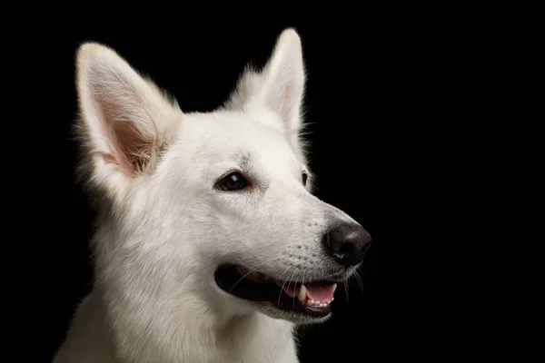 Großaufnahme Gesicht Eines Weißen Schweizer Schäferhundes Der Auf Isoliertem Schwarzem — Stockfoto