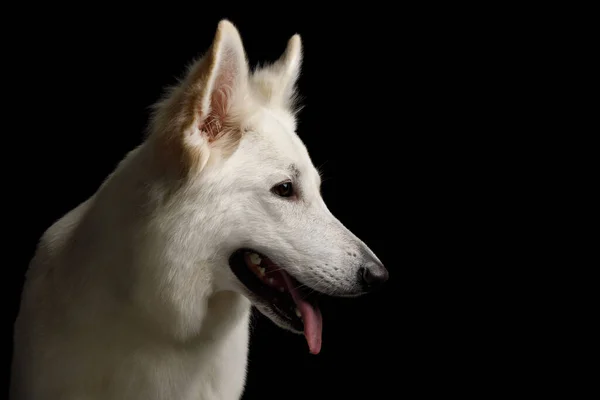 Beyaz Sviçreli Çoban Köpeğinin Yakın Çekim Yüzü Siyah Arkaplanda Gülümsüyor — Stok fotoğraf
