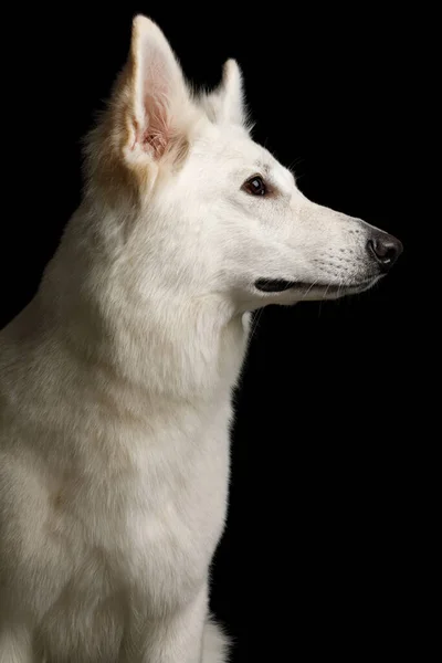Portret Van White Swiss Shepherd Dog Geïsoleerde Zwarte Achtergrond Profielweergave — Stockfoto
