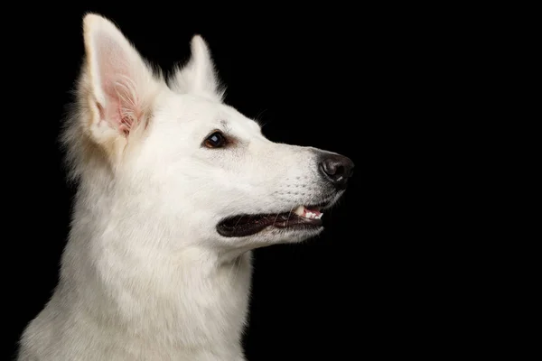 Close Face White Swiss Shepherd Dog Geïsoleerde Zwarte Achtergrond Profielweergave — Stockfoto