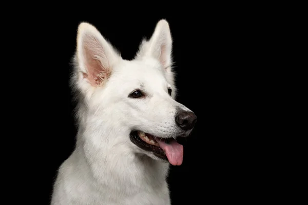 Close Face White Swiss Shepherd Dog Smiling Isolated Black Background — Stok Foto