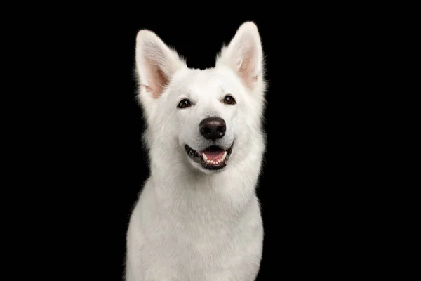 Portrait White Swiss Shepherd Dog Smiling Isolated Black Background Front — Stock Photo, Image