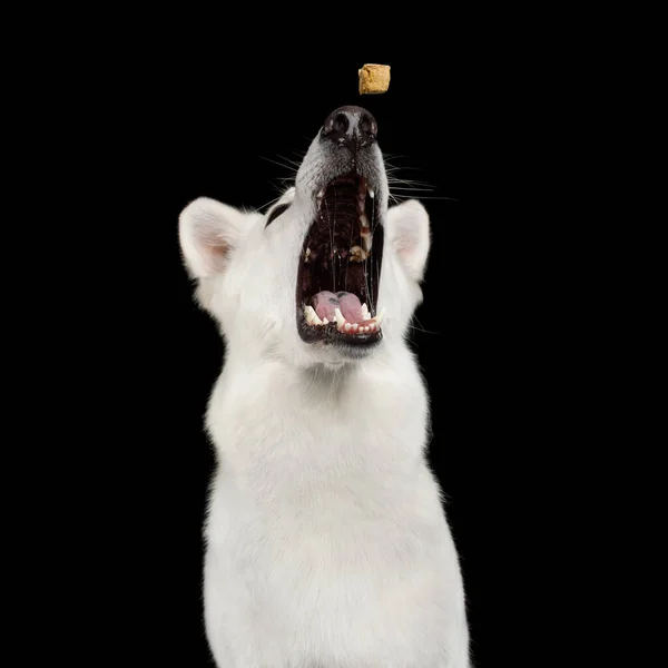 面白い白のスイスの羊飼い犬の肖像隔離された黒の背景で治療をキャッチ — ストック写真