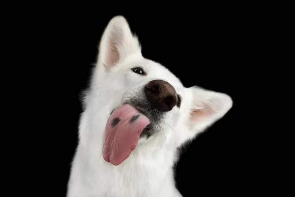 Portrét Funny White Swiss Shepherd Dog Lízání Jazyk Obrazovka Izolovaném — Stock fotografie