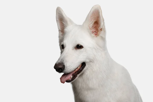 Retrato Perro Pastor Suizo Sonriendo Sobre Fondo Blanco Vista Perfil —  Fotos de Stock