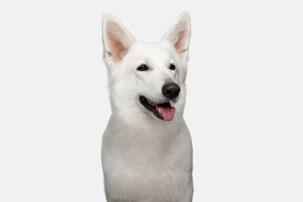 Πορτρέτο Του Ελβετικού Ποιμενικού Σκύλου Χαμογελώντας Λευκό Φόντο — Φωτογραφία Αρχείου