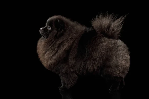 Furry Pomeranian Spitz Dog Álló Elszigetelt Fekete Háttér Oldalnézet — Stock Fotó