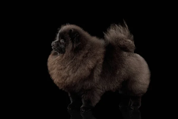 Perro Pomeranian Spitz Peludo Pie Sobre Fondo Negro Aislado Vista —  Fotos de Stock