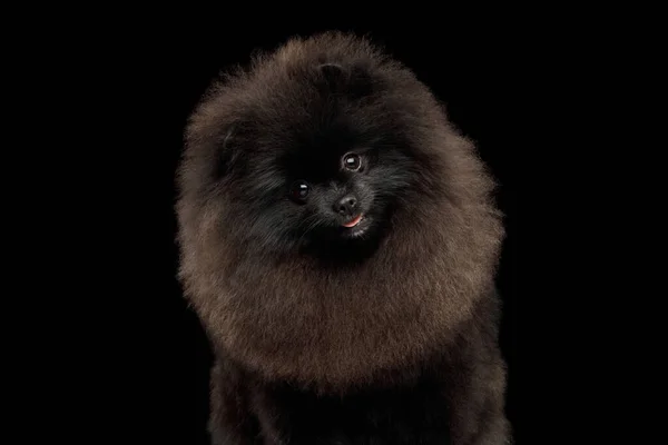 Retrato Peludo Pomeranian Spitz Dog Fundo Preto Isolado Vista Frontal — Fotografia de Stock