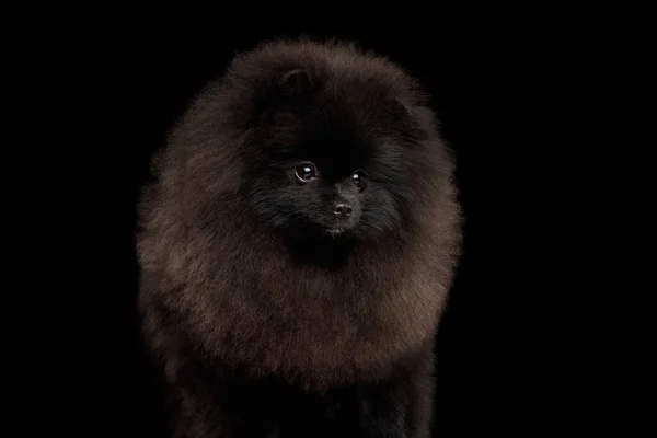 Portrét Chlupatého Pomeranian Spitz Dog Izolovaném Černém Pozadí Pohled Zepředu — Stock fotografie