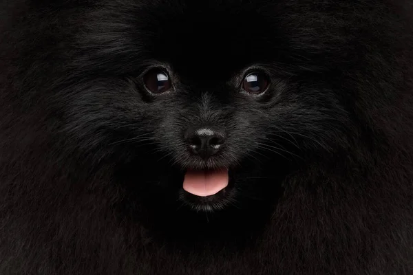 Retrato Cerca Happy Pomeranian Spitz Dog Sobre Fondo Negro Aislado —  Fotos de Stock