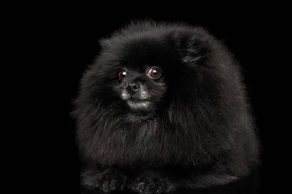 特写镜头受惊的波美拉尼亚斯皮茨犬在孤立的黑色背景下 — 图库照片