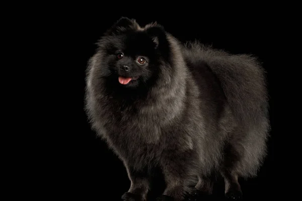 Γούνινο Pomeranian Spitz Dog Στέκεται Απομονωμένο Μαύρο Φόντο Μπροστινή Όψη — Φωτογραφία Αρχείου