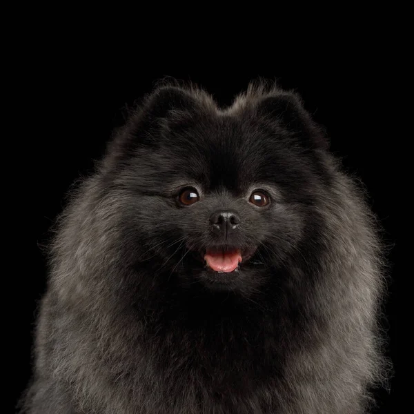 Detailní Záběr Portrét Happy Pomeranian Spitz Dog Izolovaném Černém Pozadí — Stock fotografie