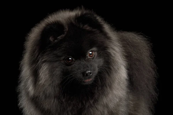 Meraklı Pomeranian Spitz Köpeğinin Portresi Zole Edilmiş Siyah Arkaplanda Planda — Stok fotoğraf