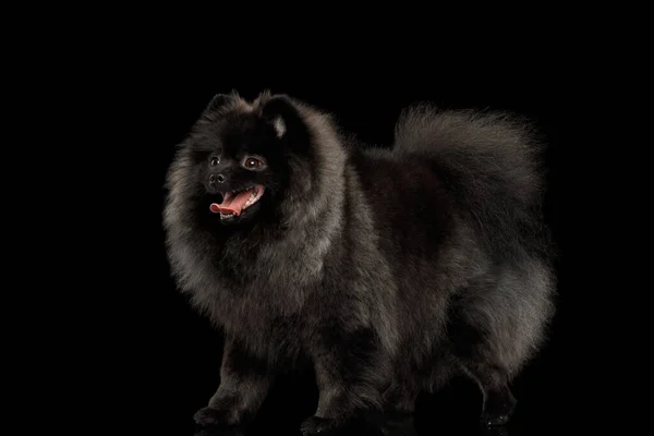 Kürklü Pomeranya Spitz Köpeği Zole Edilmiş Siyah Arkaplan Duruyor — Stok fotoğraf