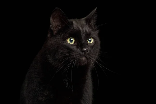 Retrato Gato Negro Curioso Con Cara Alerta Fondo Oscuro Aislado — Foto de Stock