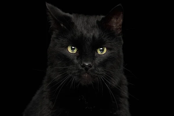 Portrait Curious Black Cat Annoyed Face Isolated Dark Background Front — Stock Photo, Image