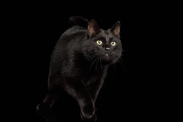 Playful Black Cat Crouching Isolated Dark Background — Stock Photo, Image