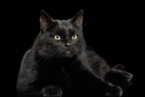 Czarny Kot Leżący Odizolowanym Ciemnym Tle — Zdjęcie stockowe