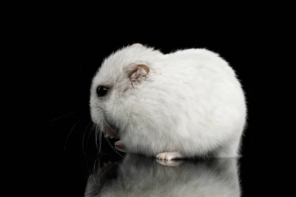 Pequeno Hamster Branco Sentado Isolado Fundo Preto Com Reflexão — Fotografia de Stock